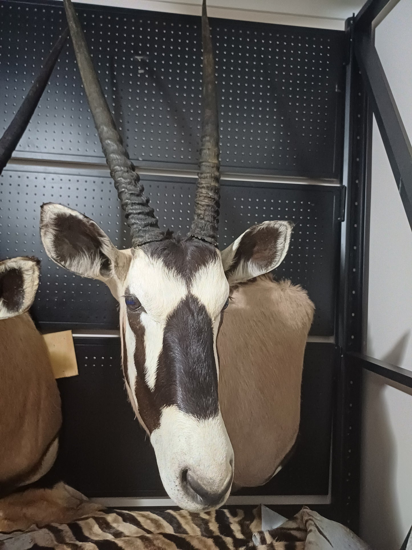 Oryx taxidermy shoulder mount