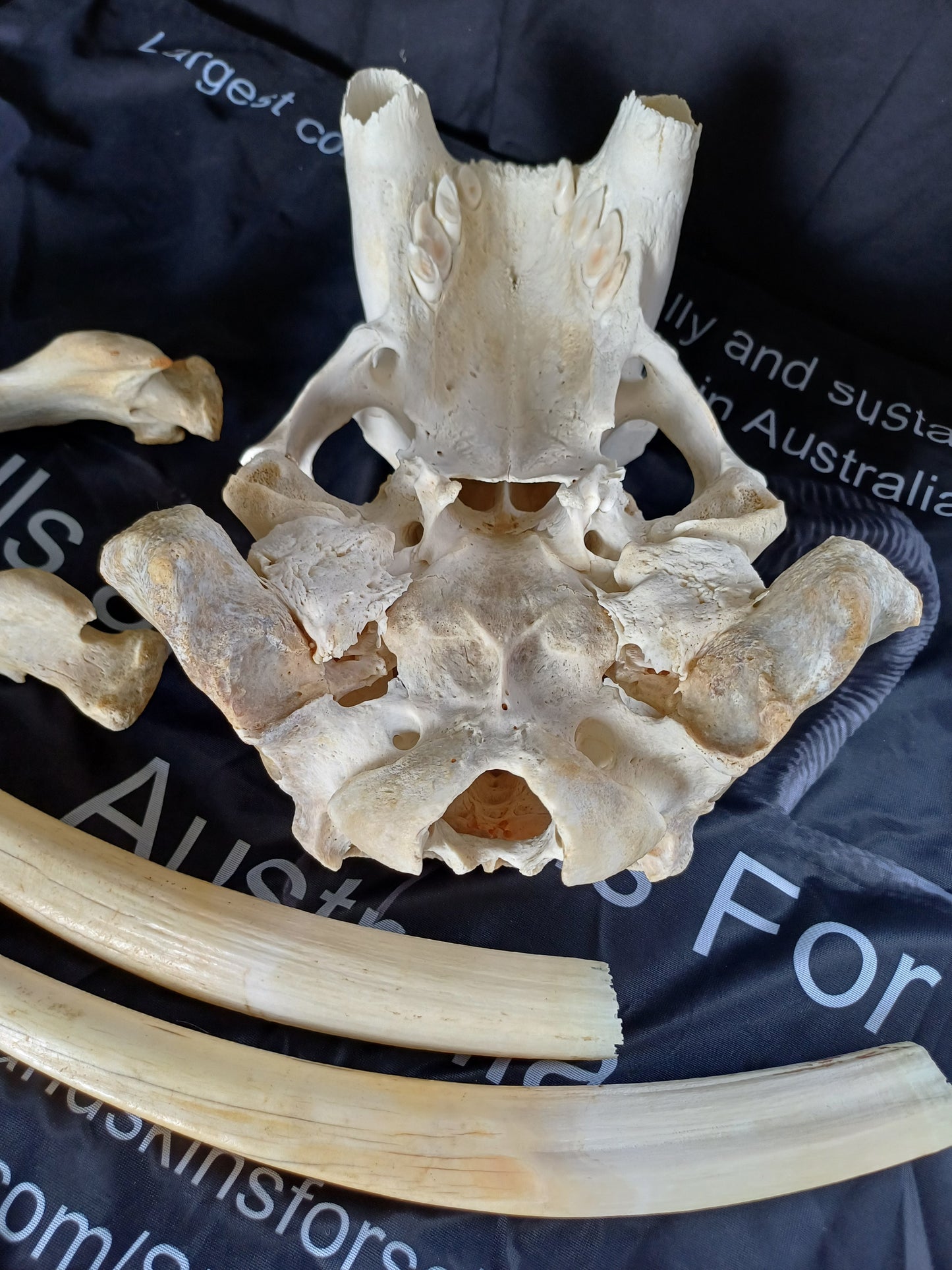 Walrus skull