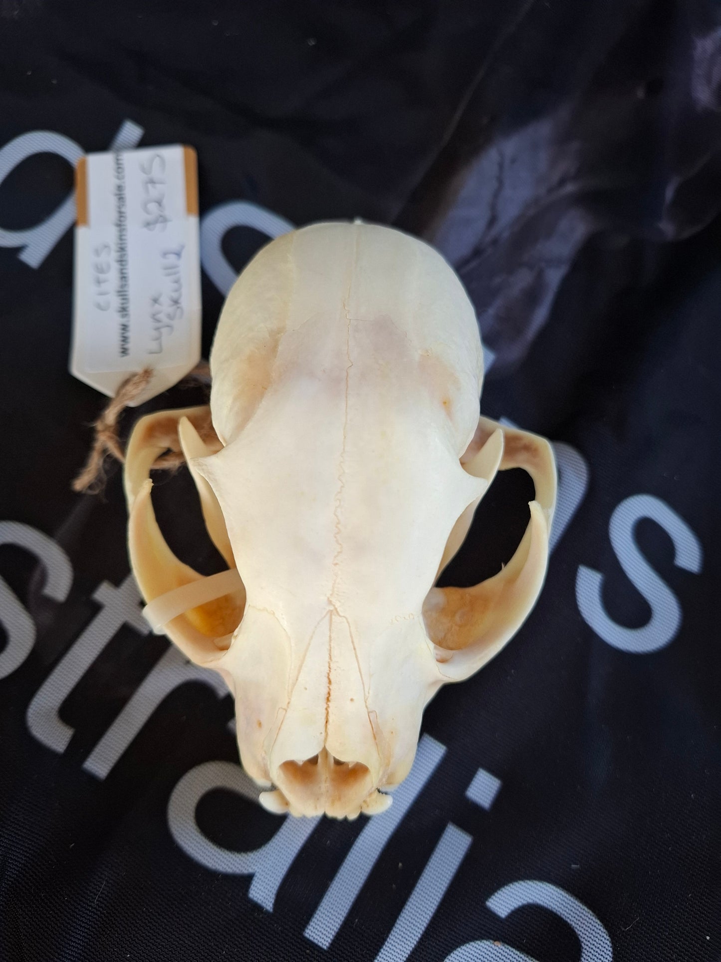 Lynx skull