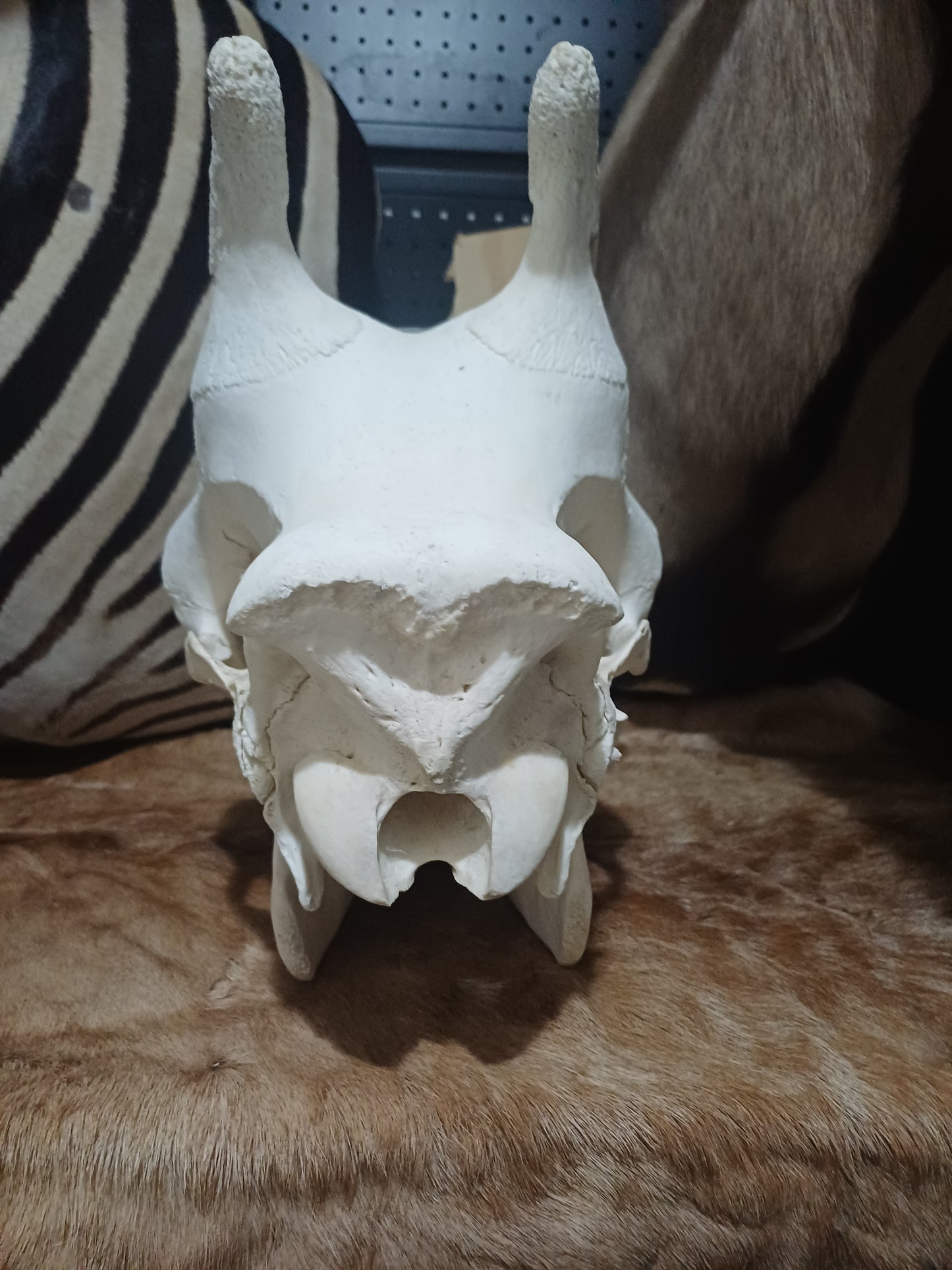 Female Giraffe Skull