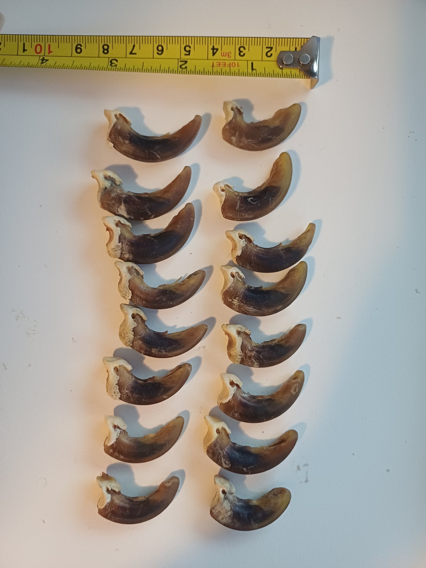Wolf Claws x 16