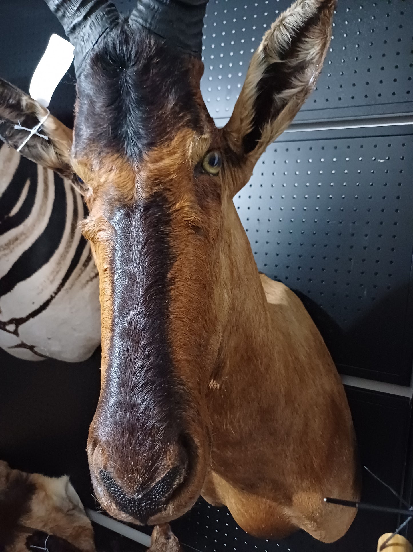 Red Hartebeest shoulder mount
