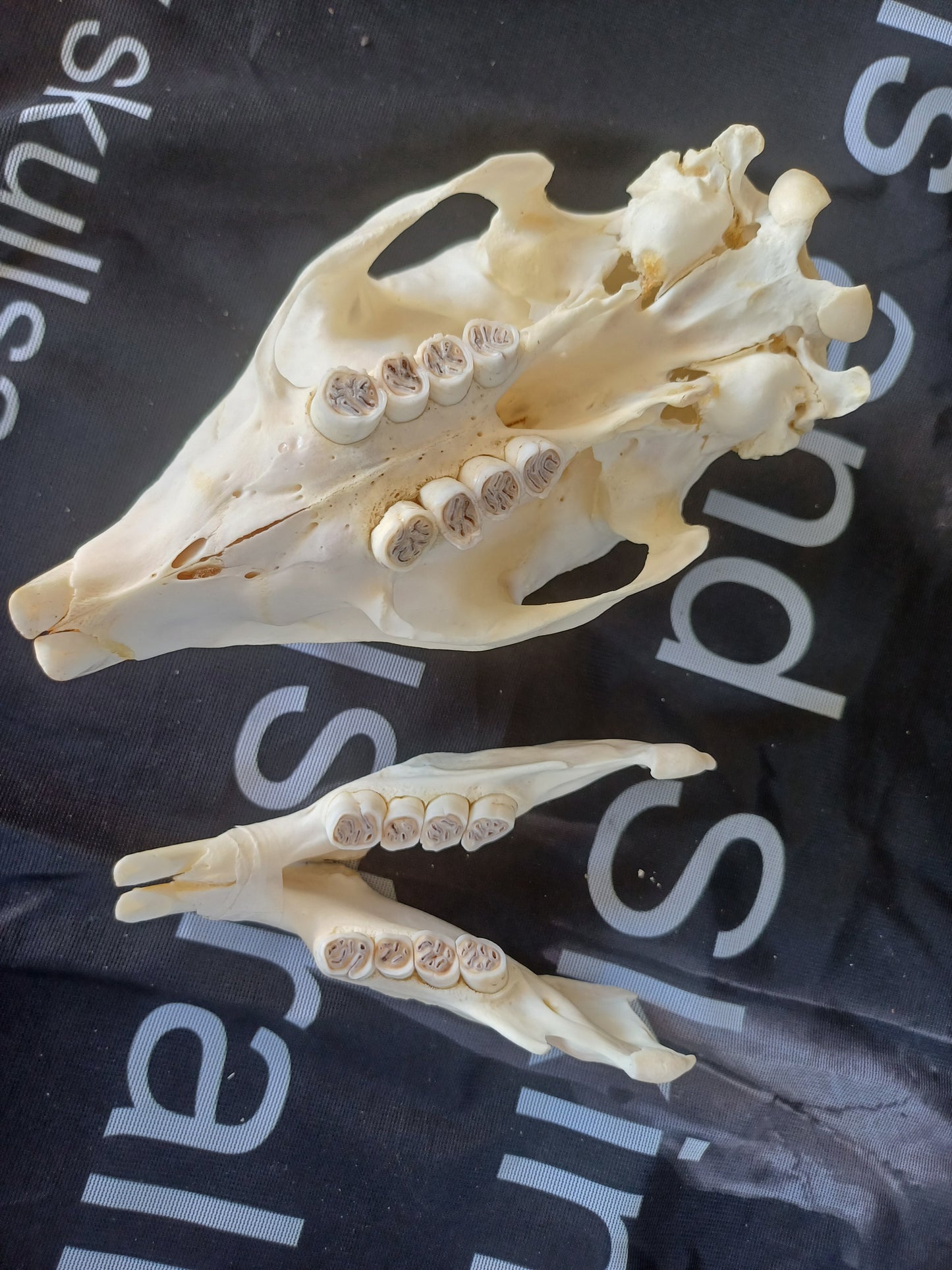 African Porcupine Skull