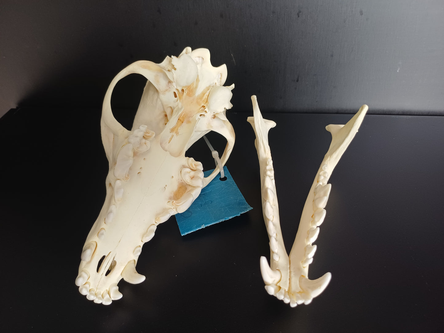 Coyote Skull