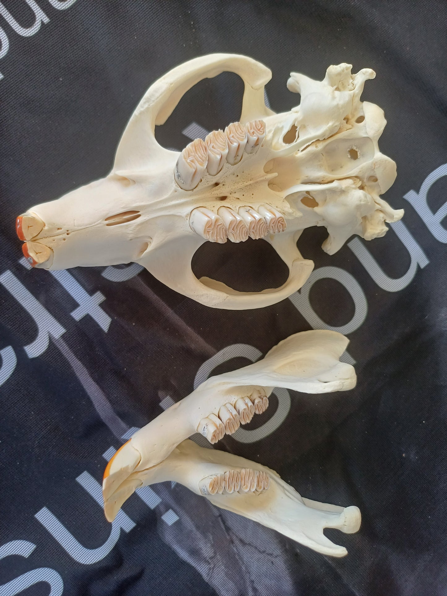 Beaver Skull