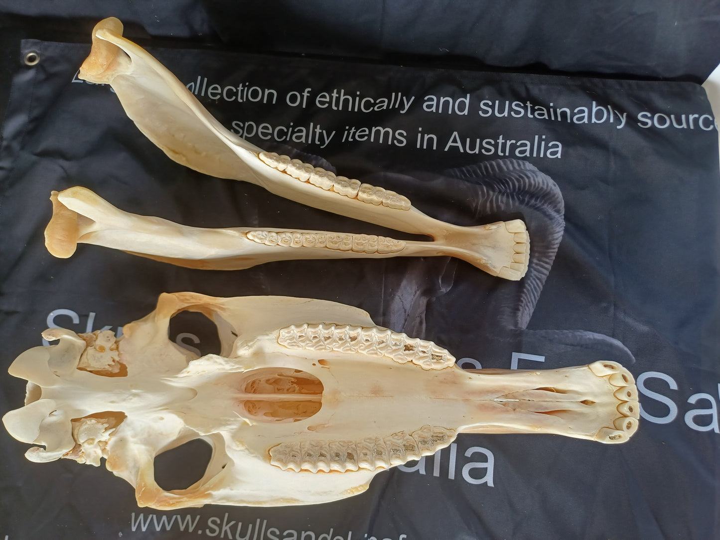Large Zebra skull