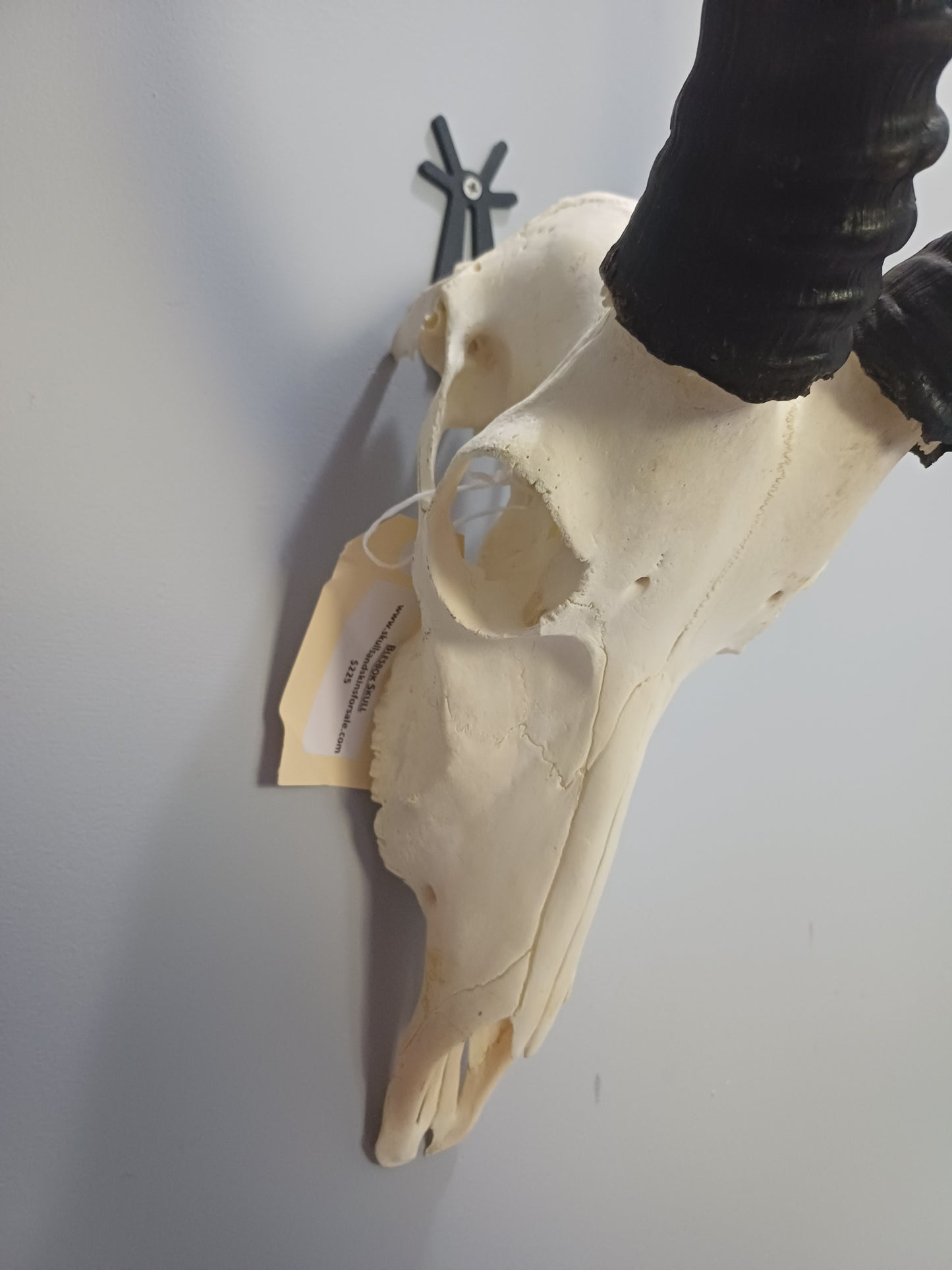 Blesbok skull