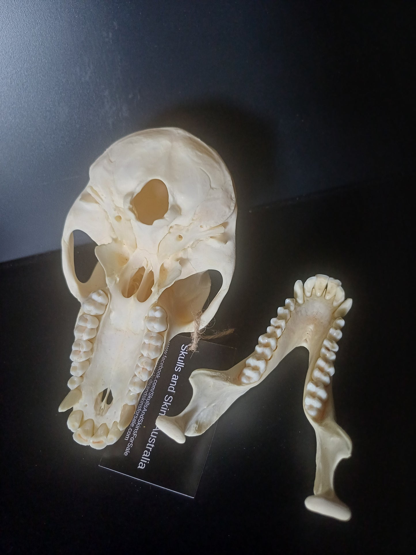 Chacma Baboon skull - sub adult female CITES