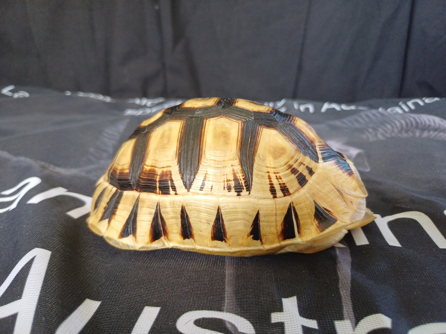 Angulate tortoise shell (CITES)