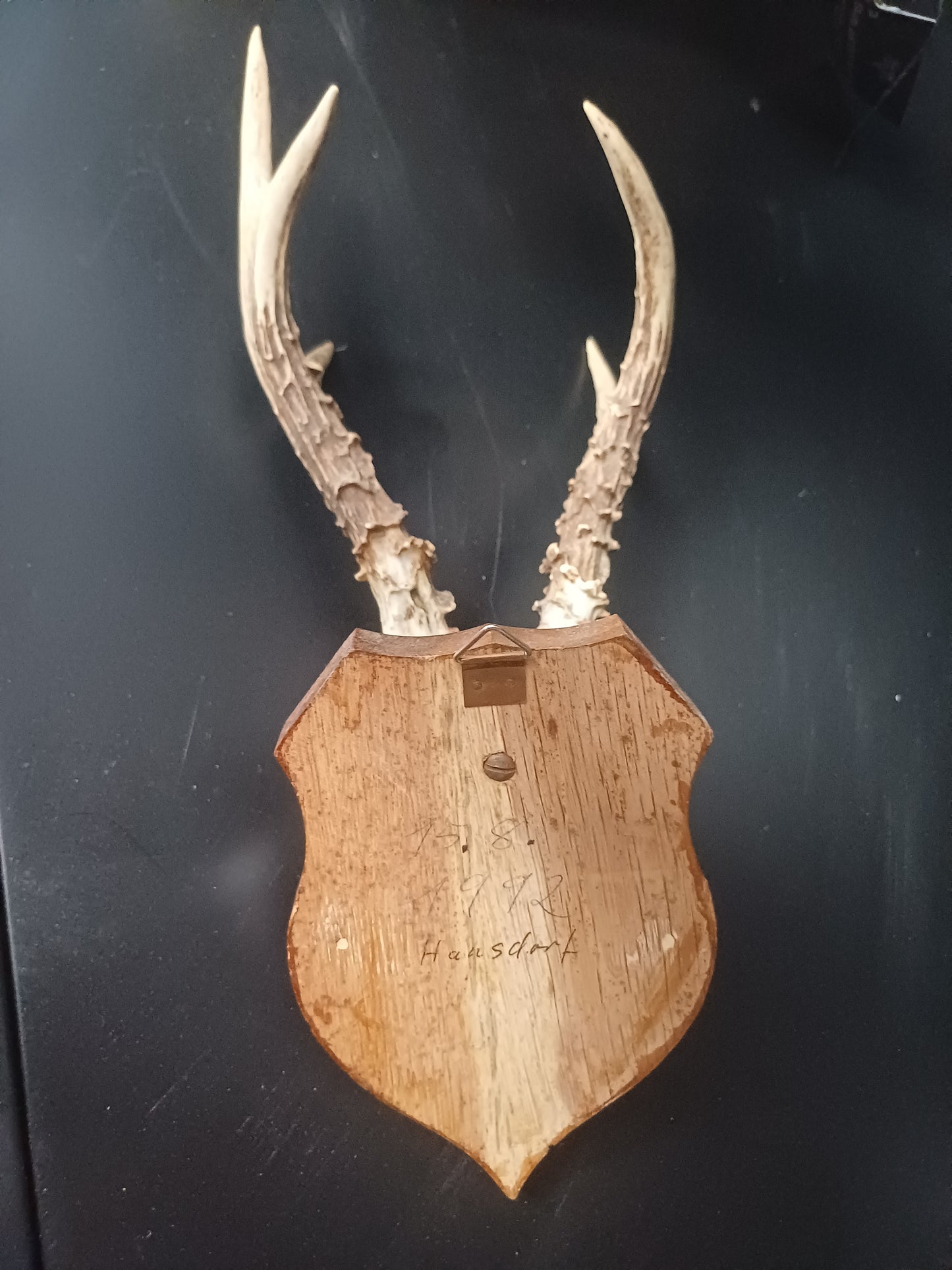 Roe deer skull cap on shield