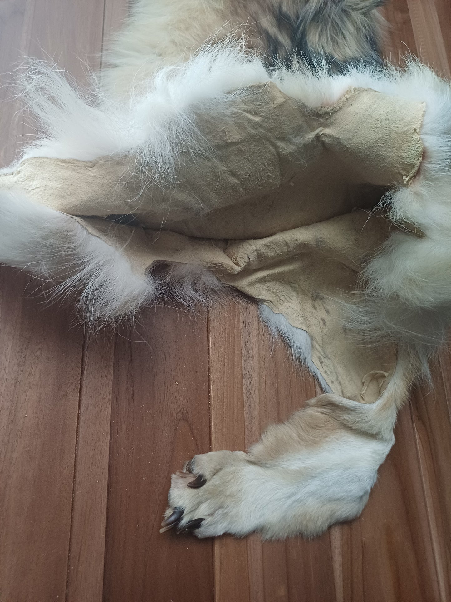 Wolf pelt (CITES)