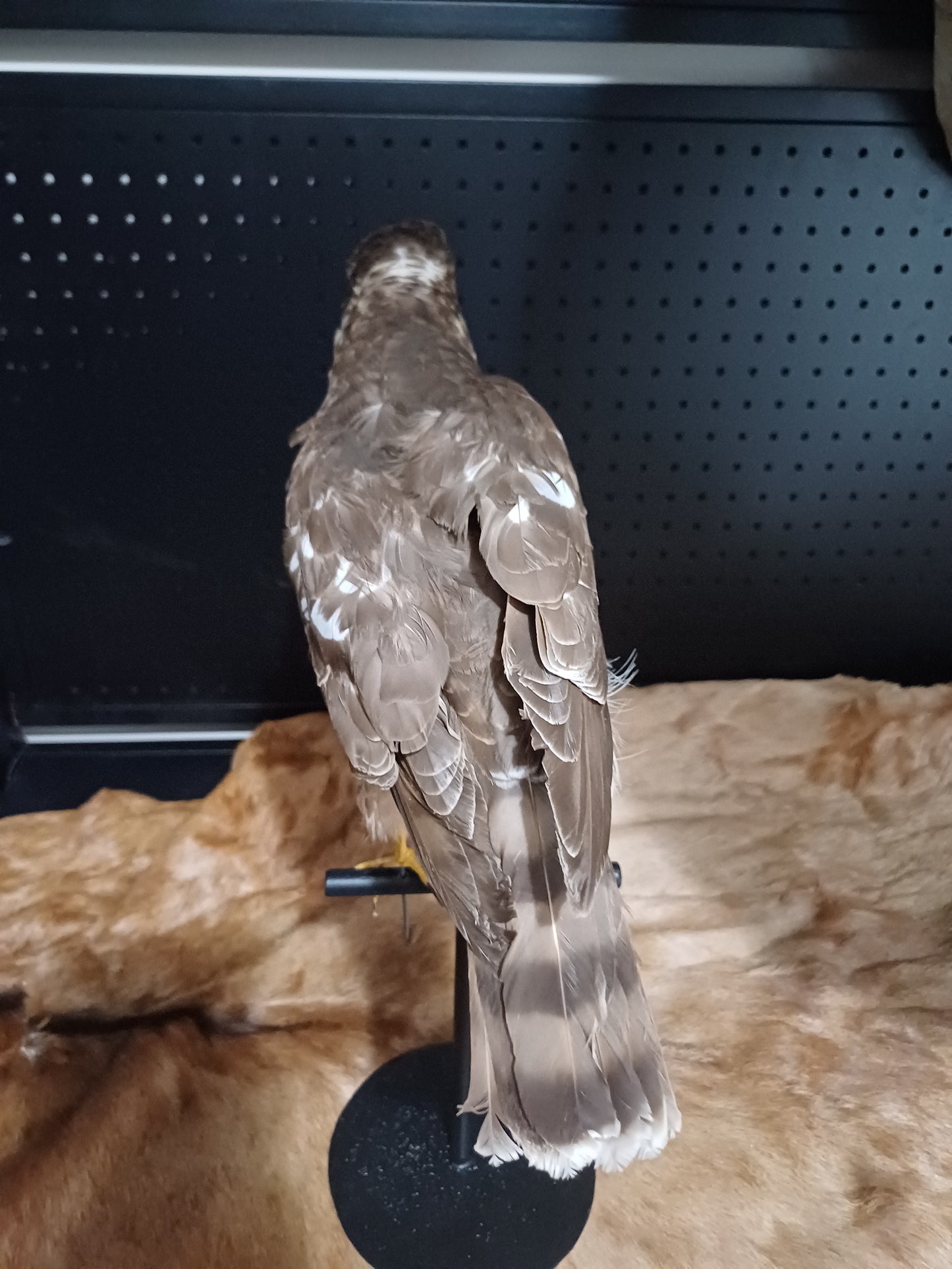 Vintage Sparrowhawk full mount