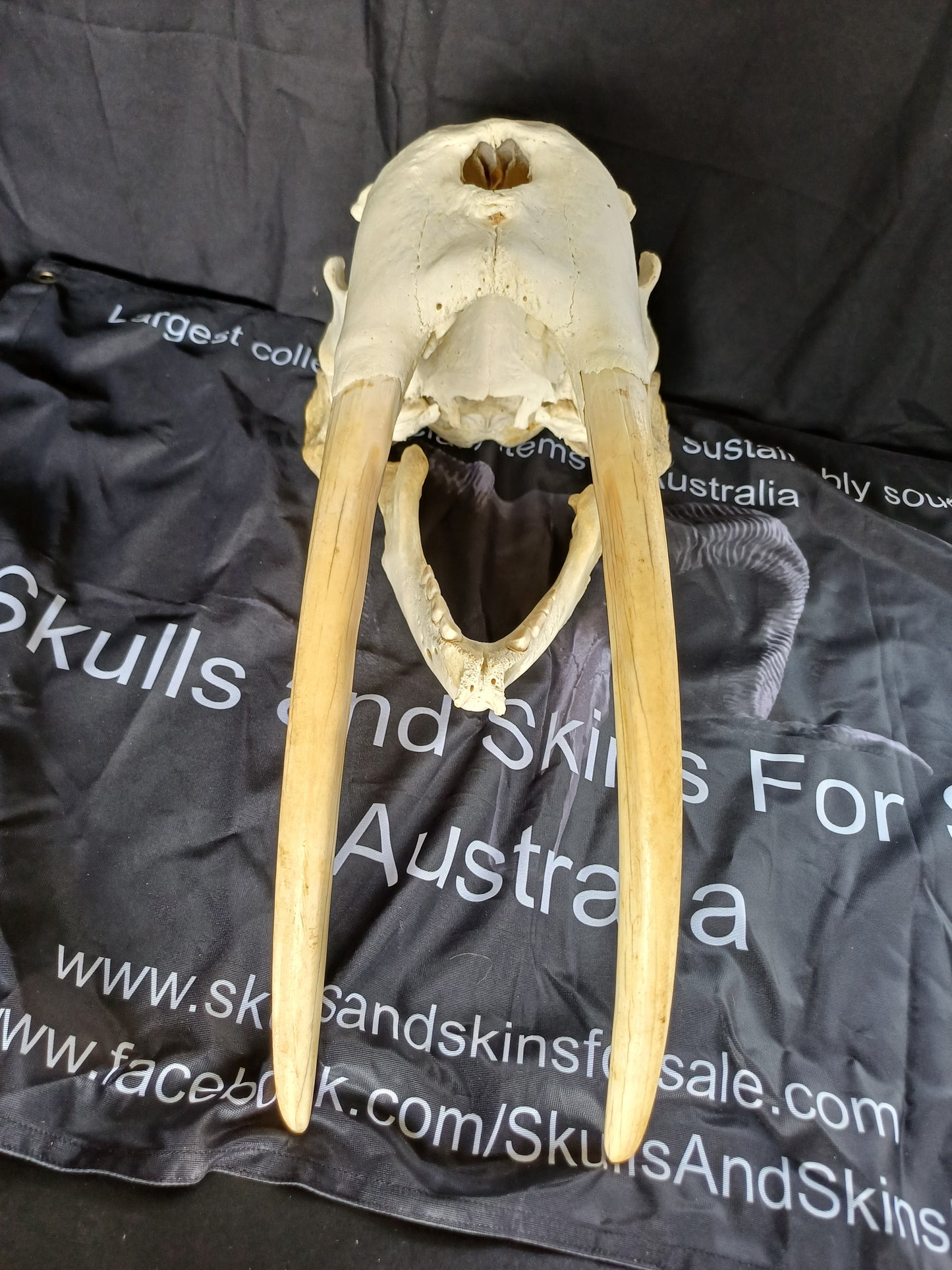 Walrus skull