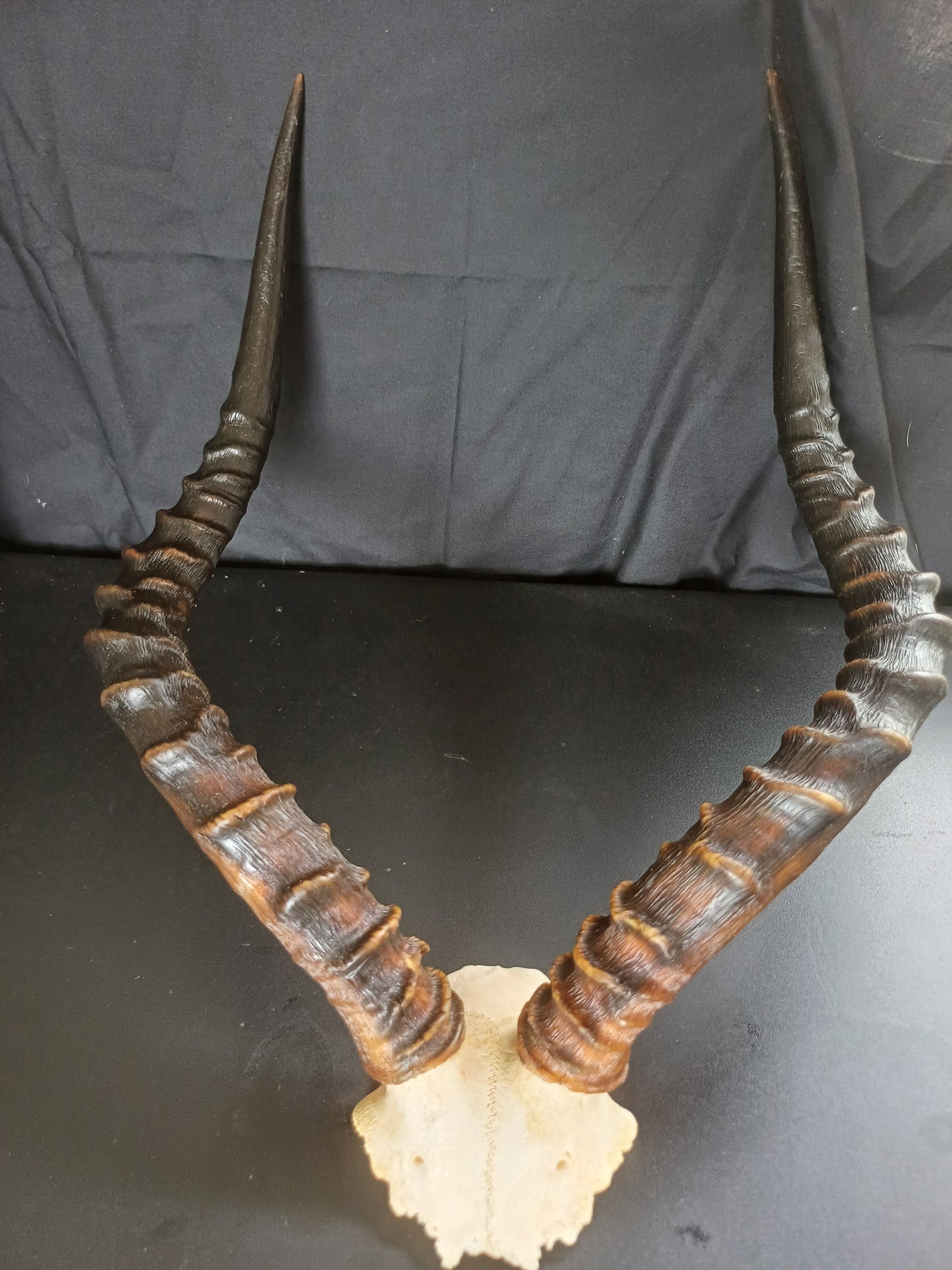 Impala skull cap