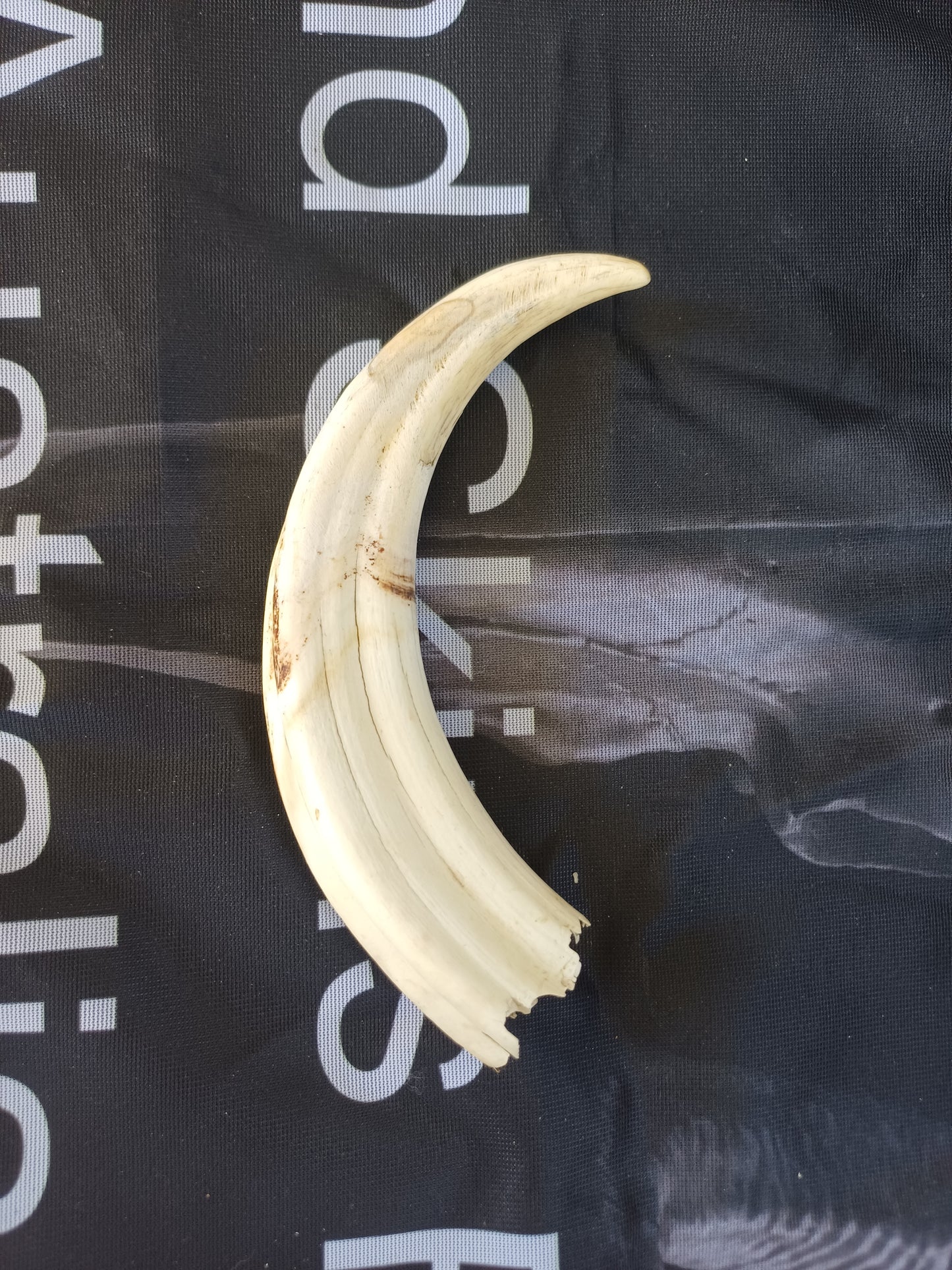 Large Warthog Tusk