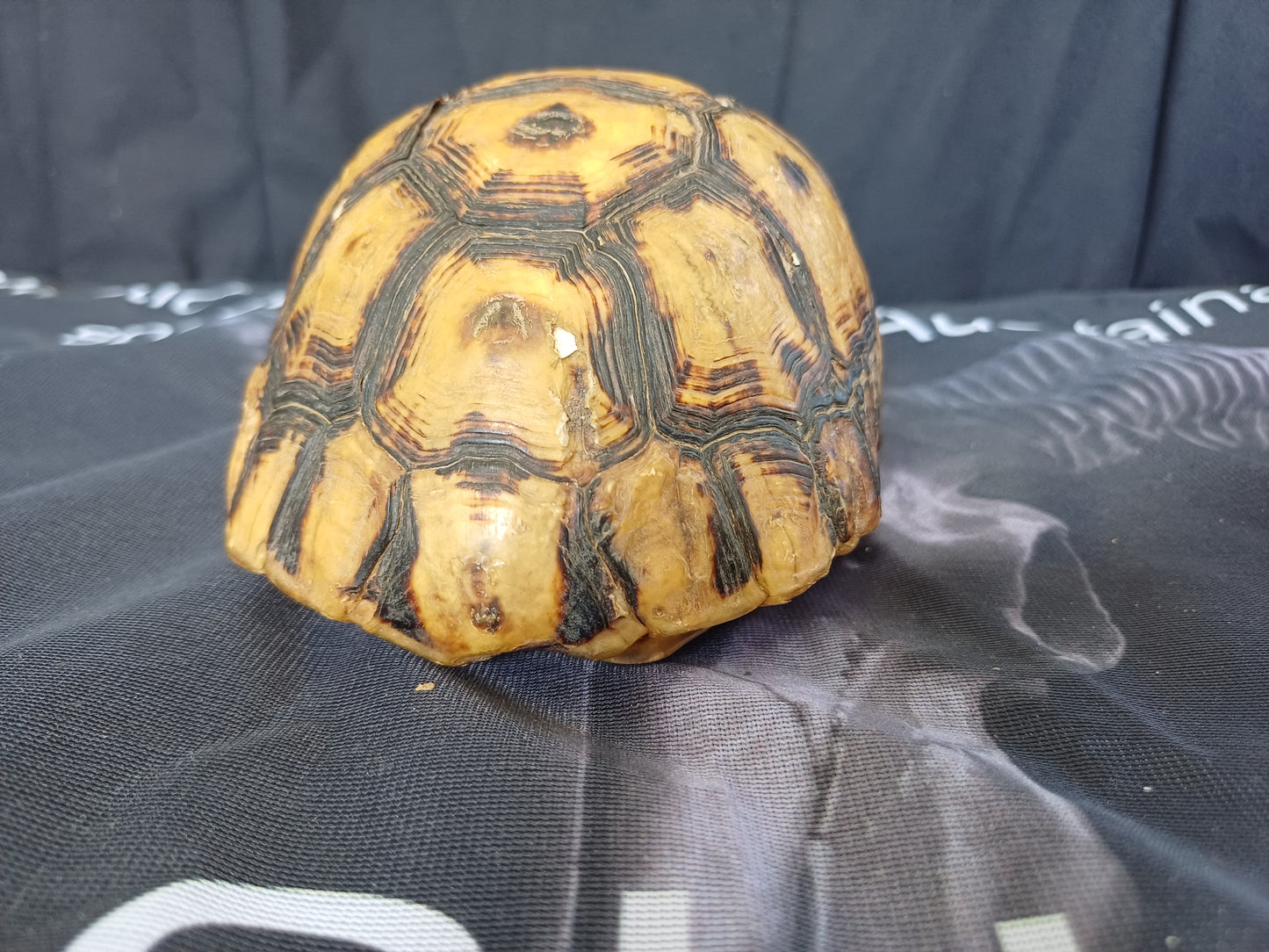 Large Angulate tortoise shell (CITES)