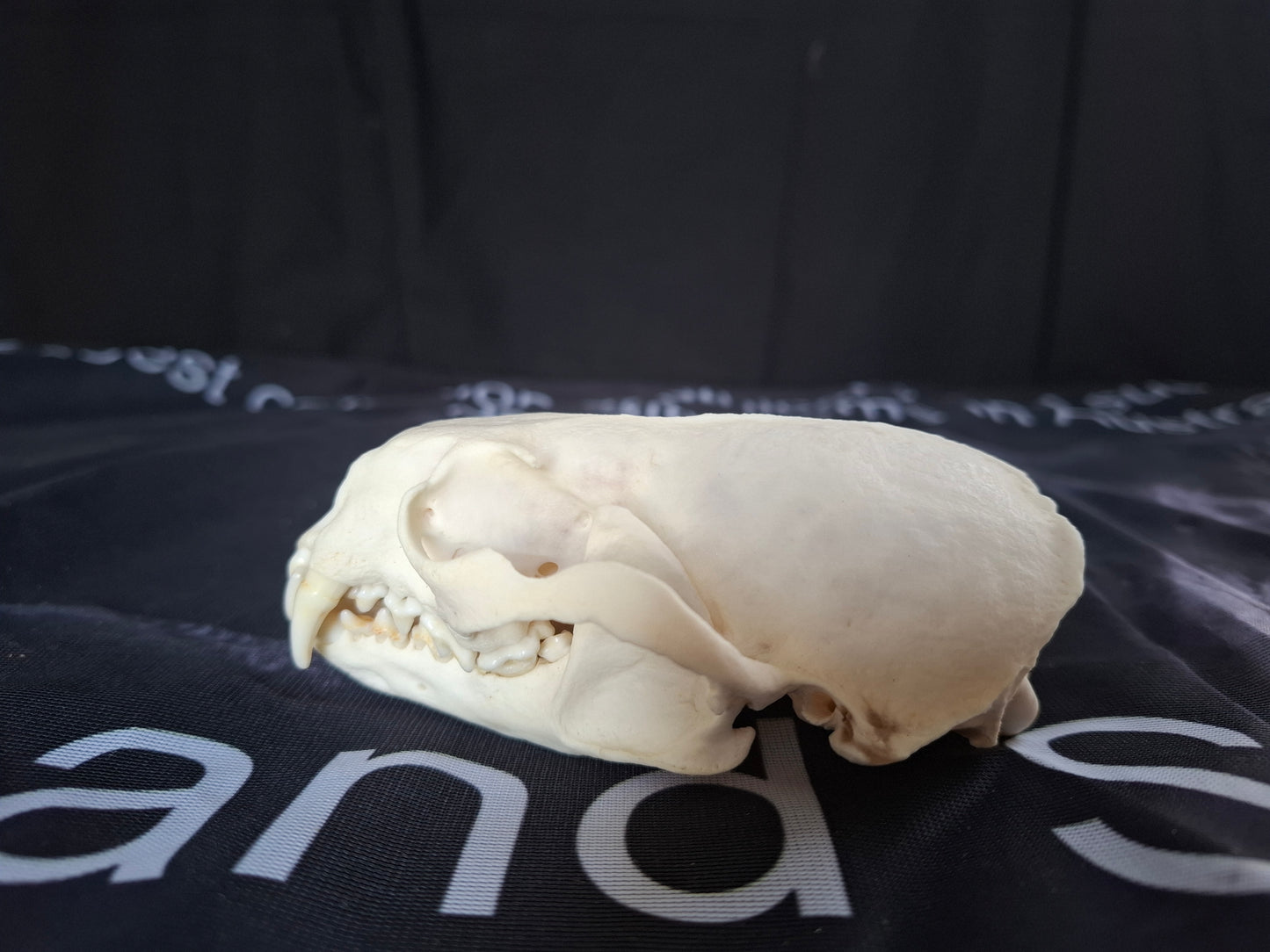 North American River Otter Skull (CITES)