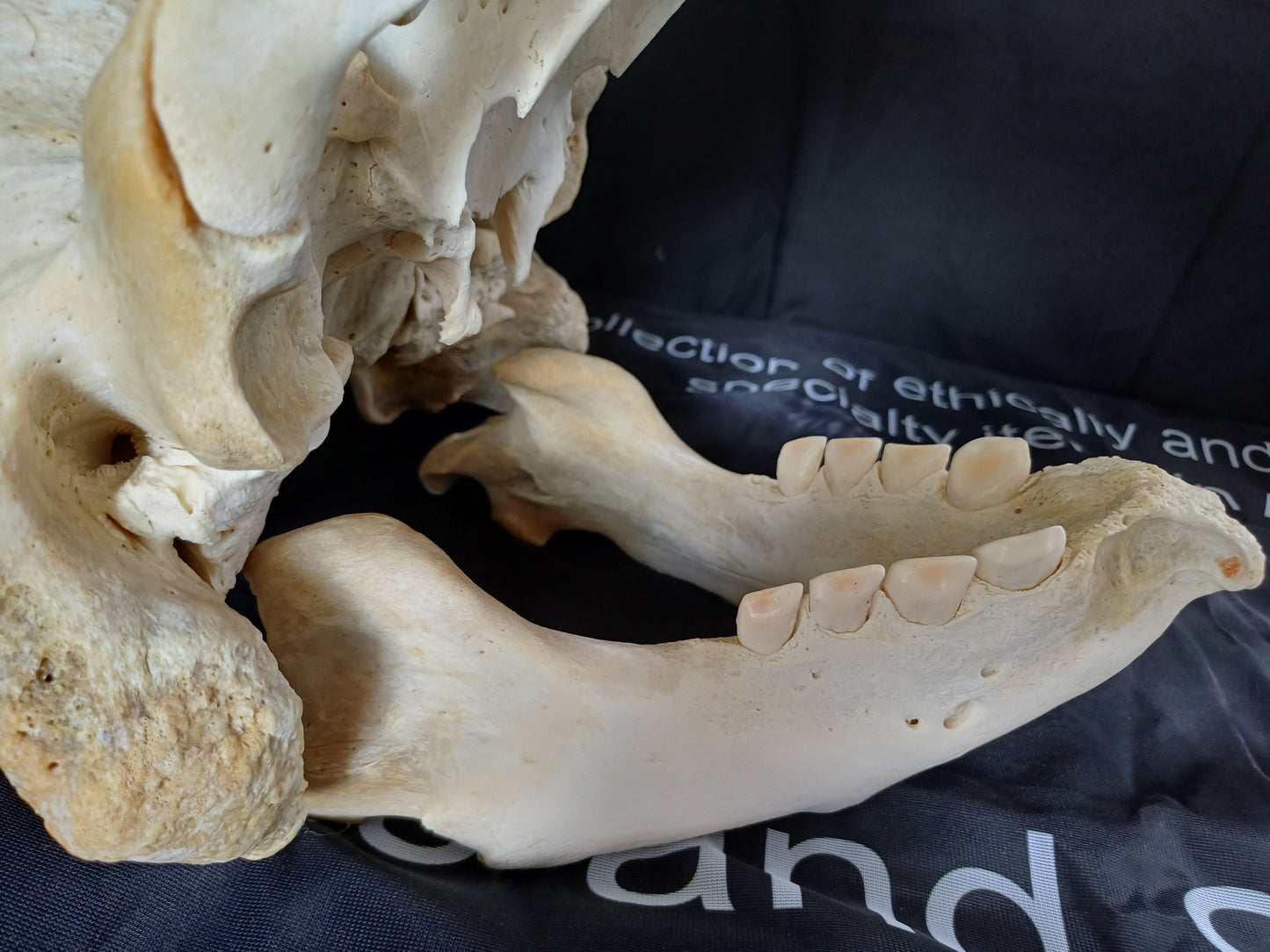 Walrus skull