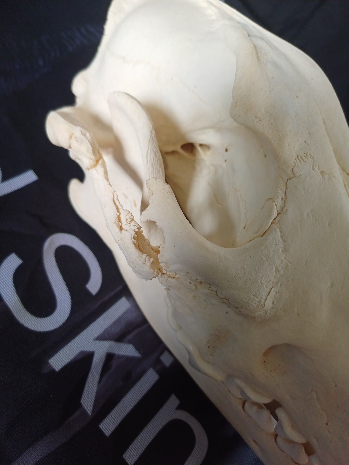 PATHOLOGY Large Timber Wolf Skull