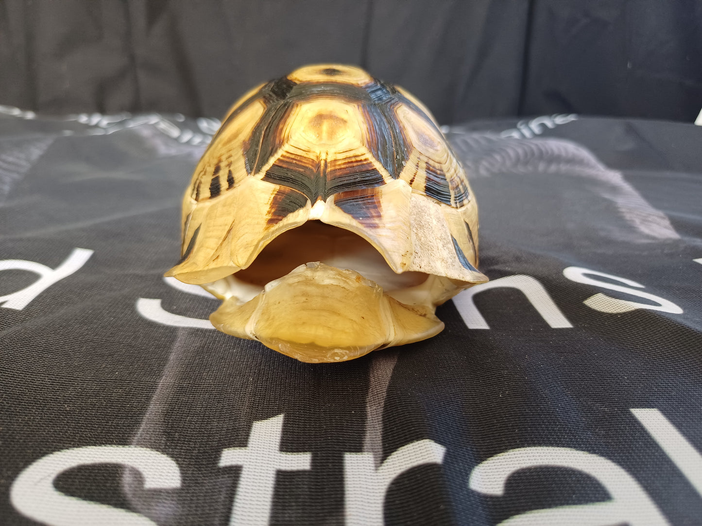Angulate tortoise shell (CITES)