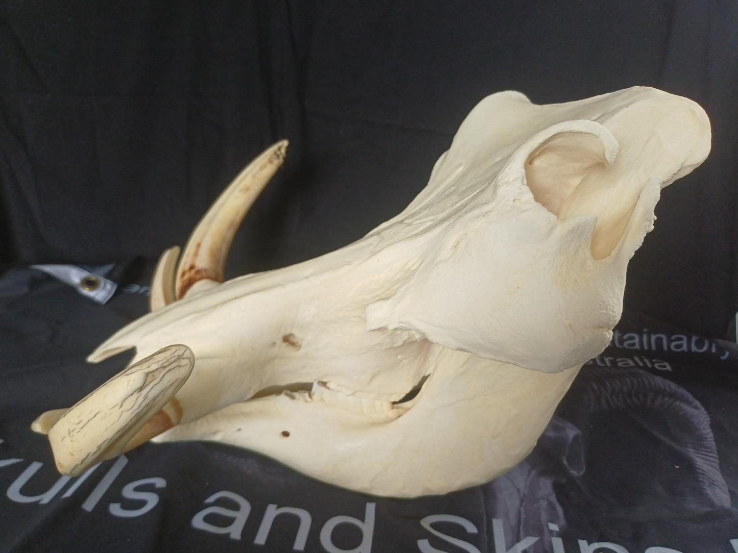 XL Warthog skull