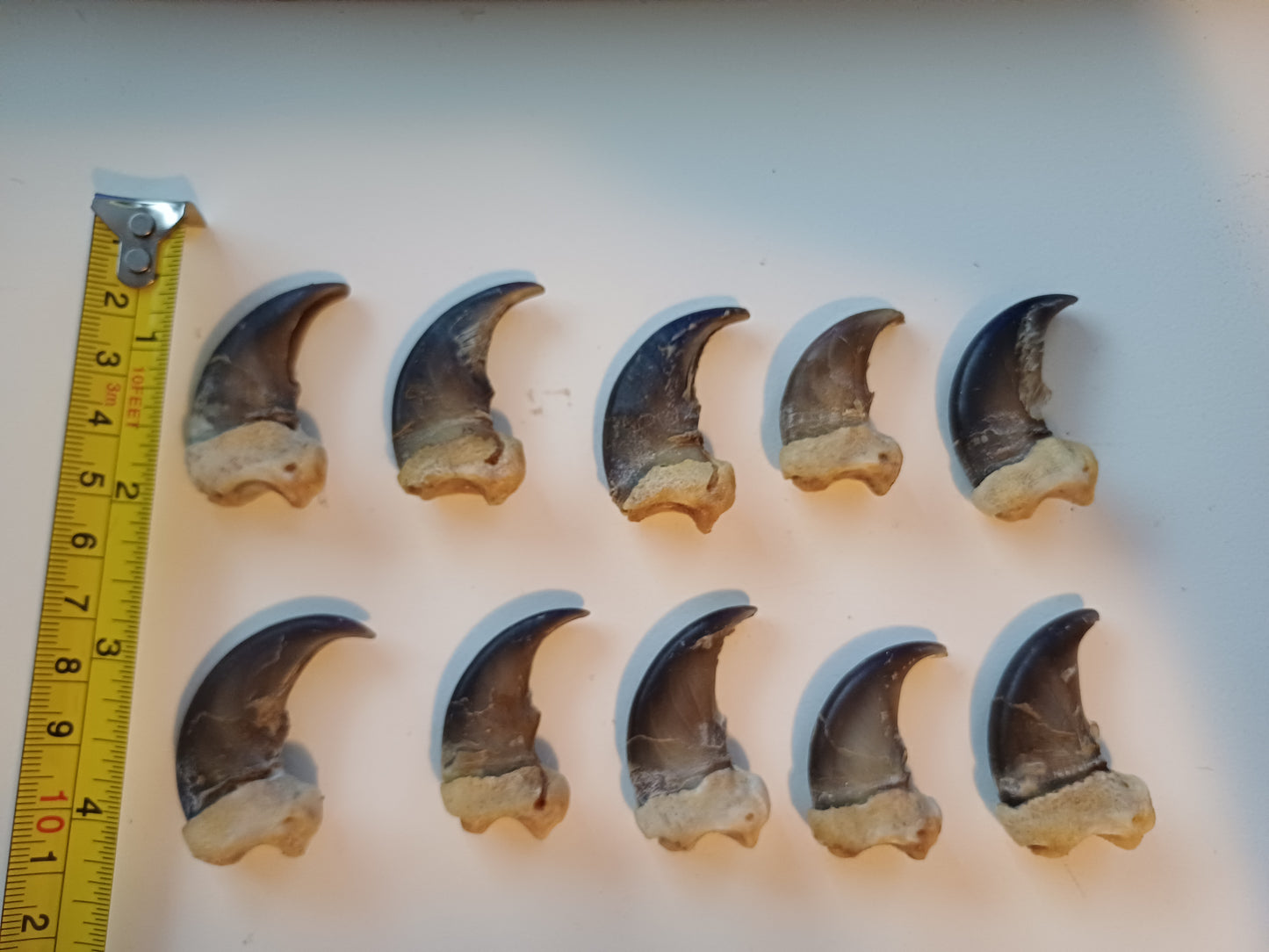 Black Bear Claws x 10