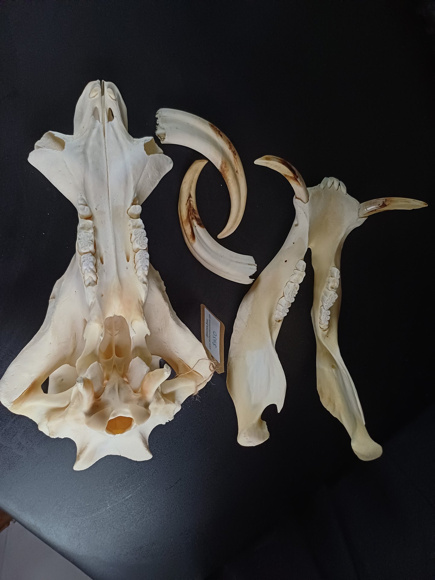 Warthog skull