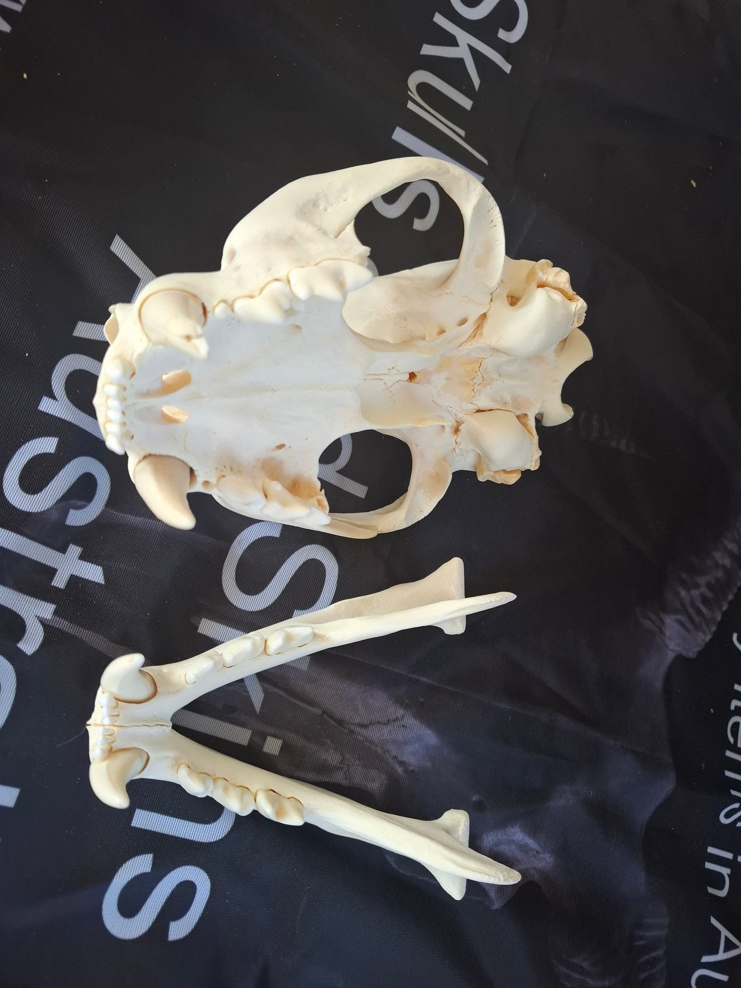 Large Cougar Skull
