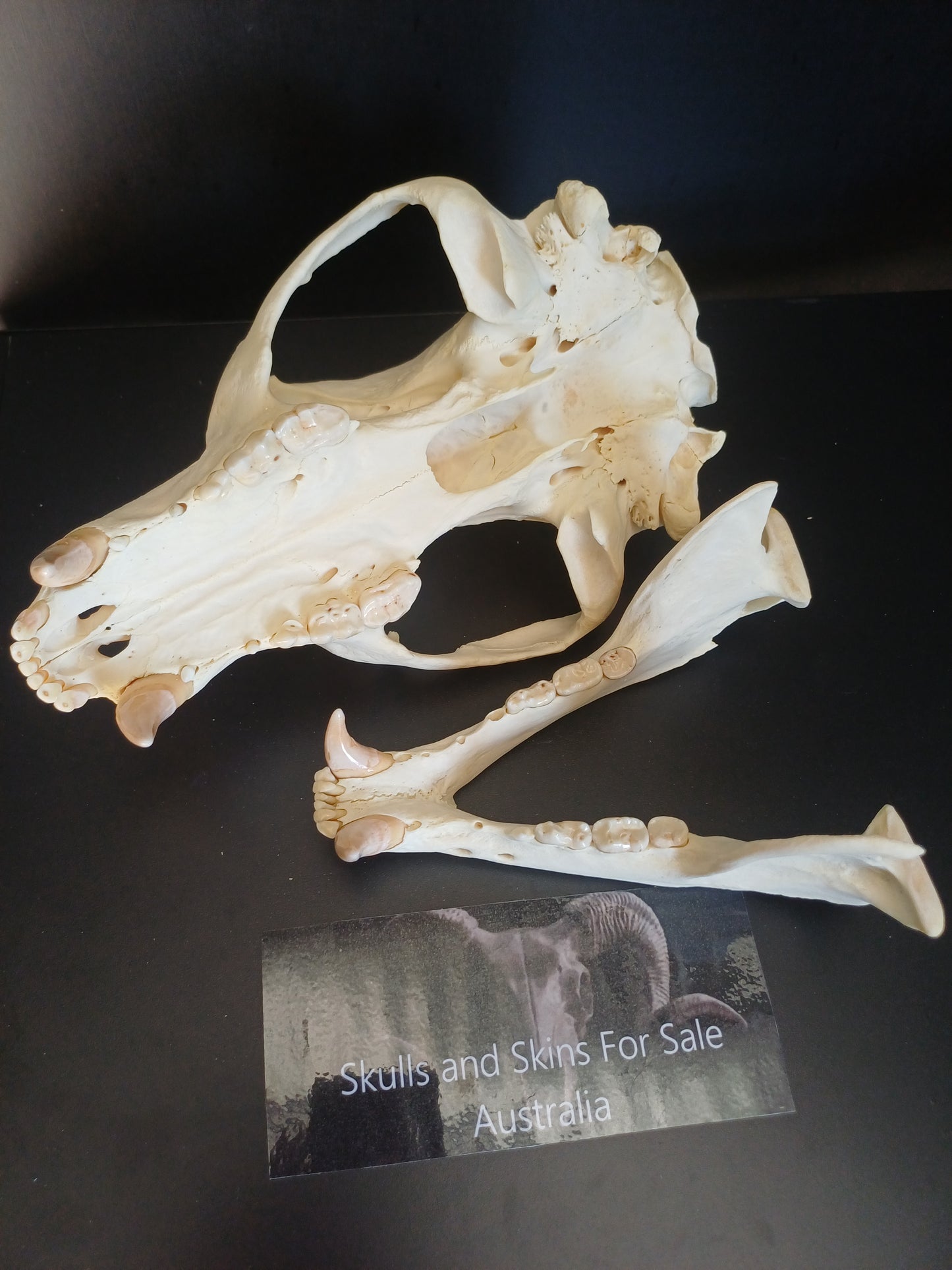 XL Black Bear skull