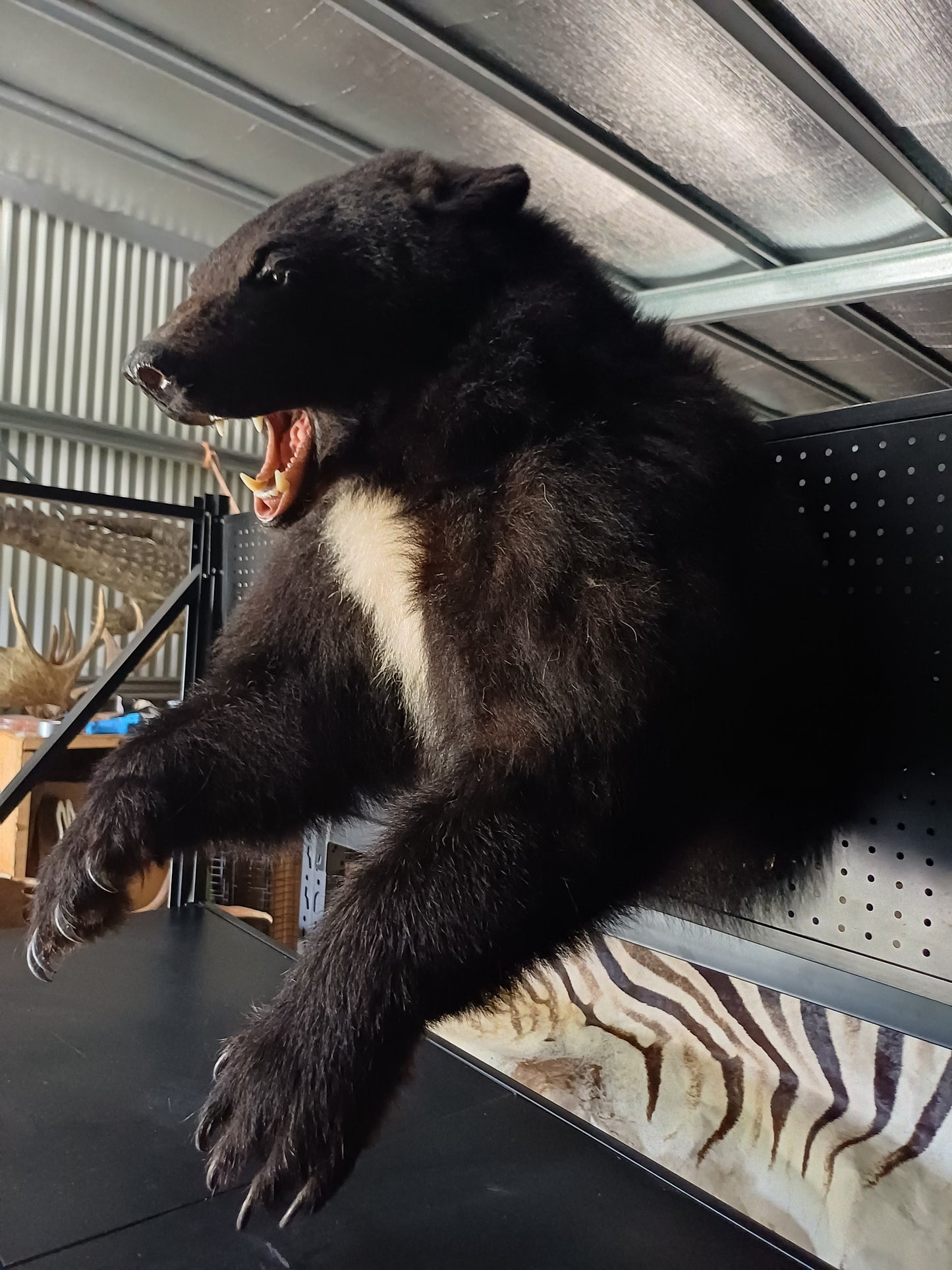 Black bear taxidermy half mount