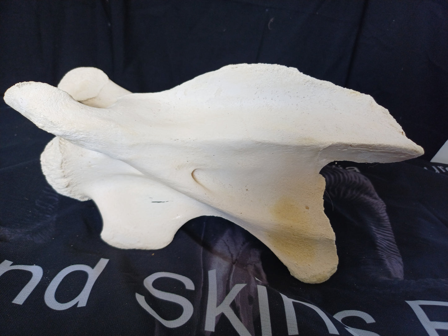 Large Giraffe Vertebrae (CITES permit inc)