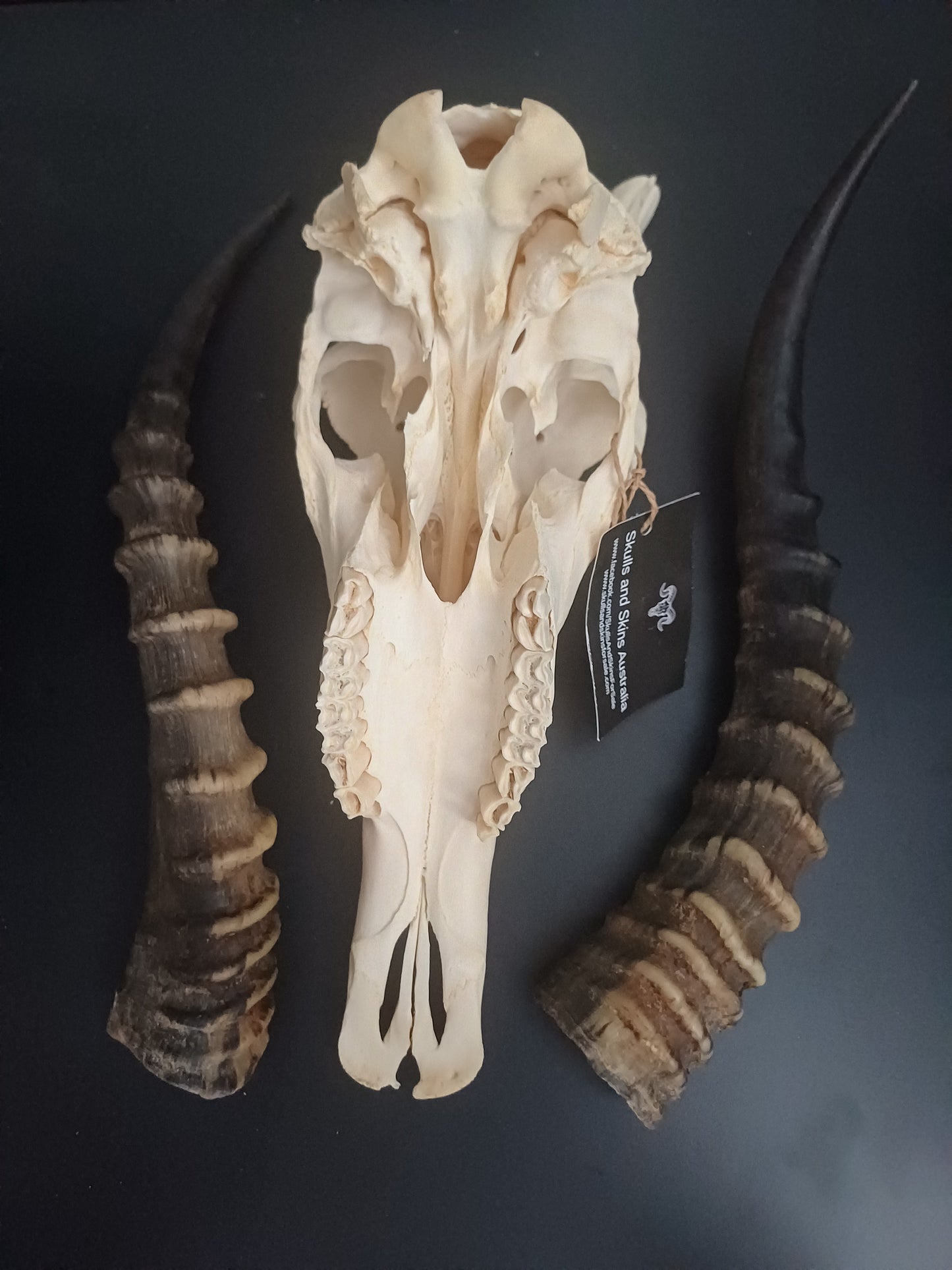 Blesbok skull