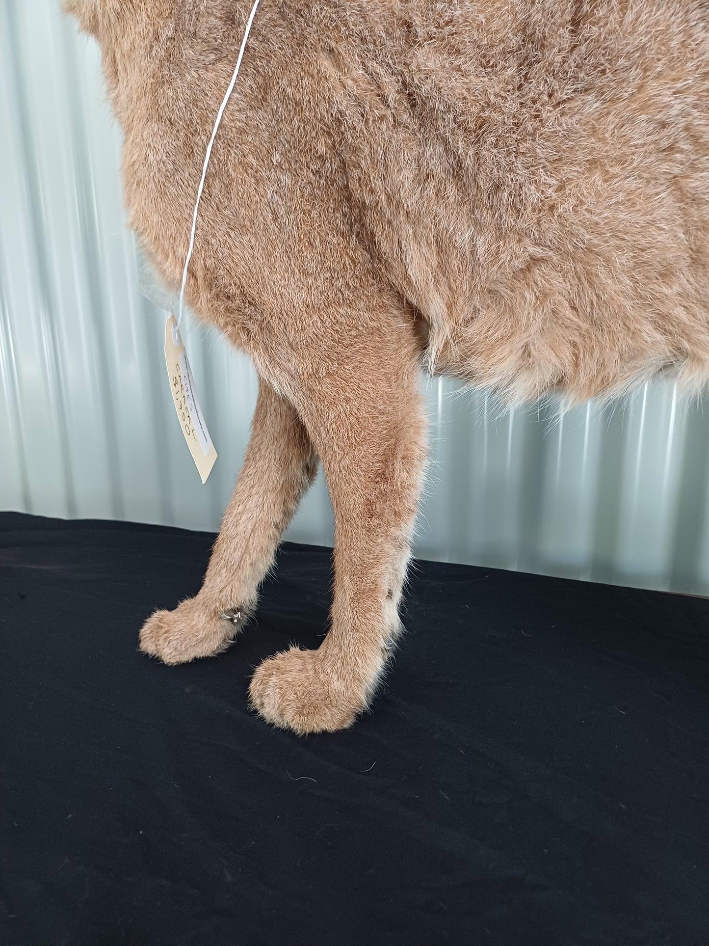 Caracal full mount taxidermy inc shipping