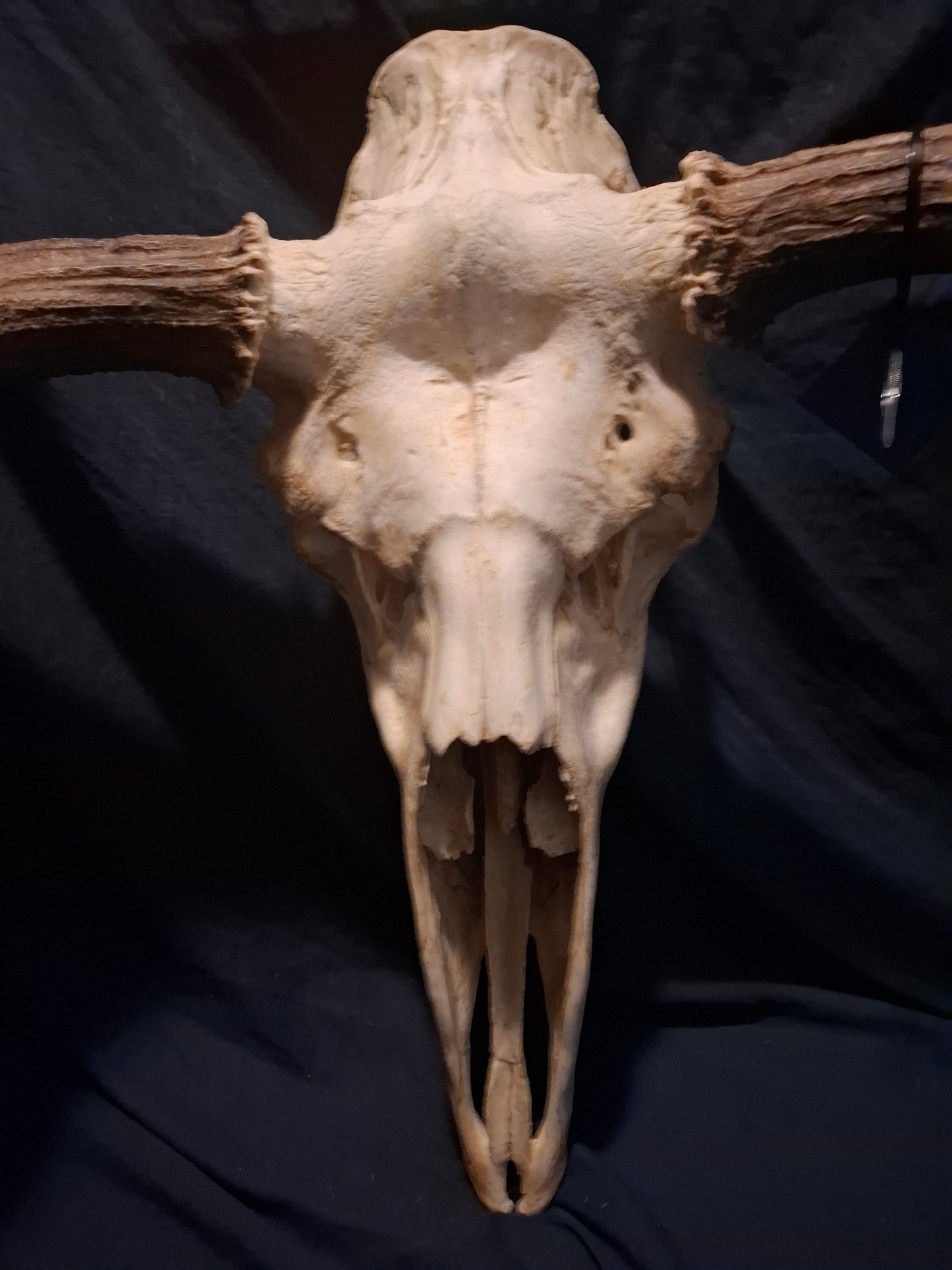 Moose Skull - SHIPPING ADDITIONAL