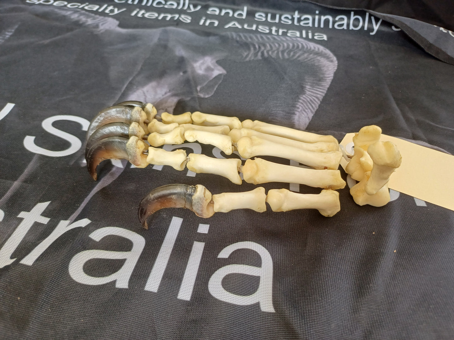 Black Bear articulated paw (CITES)