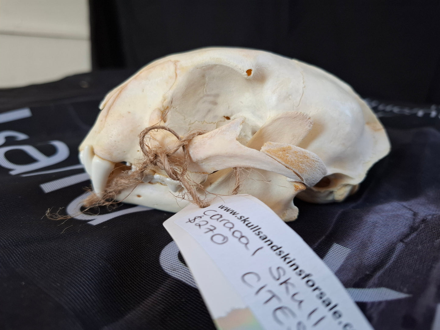 Caracal skull