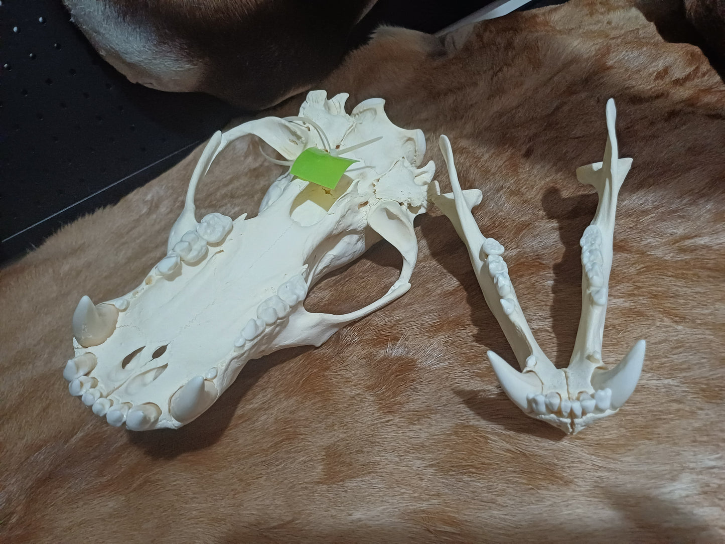 Polar Bear skull