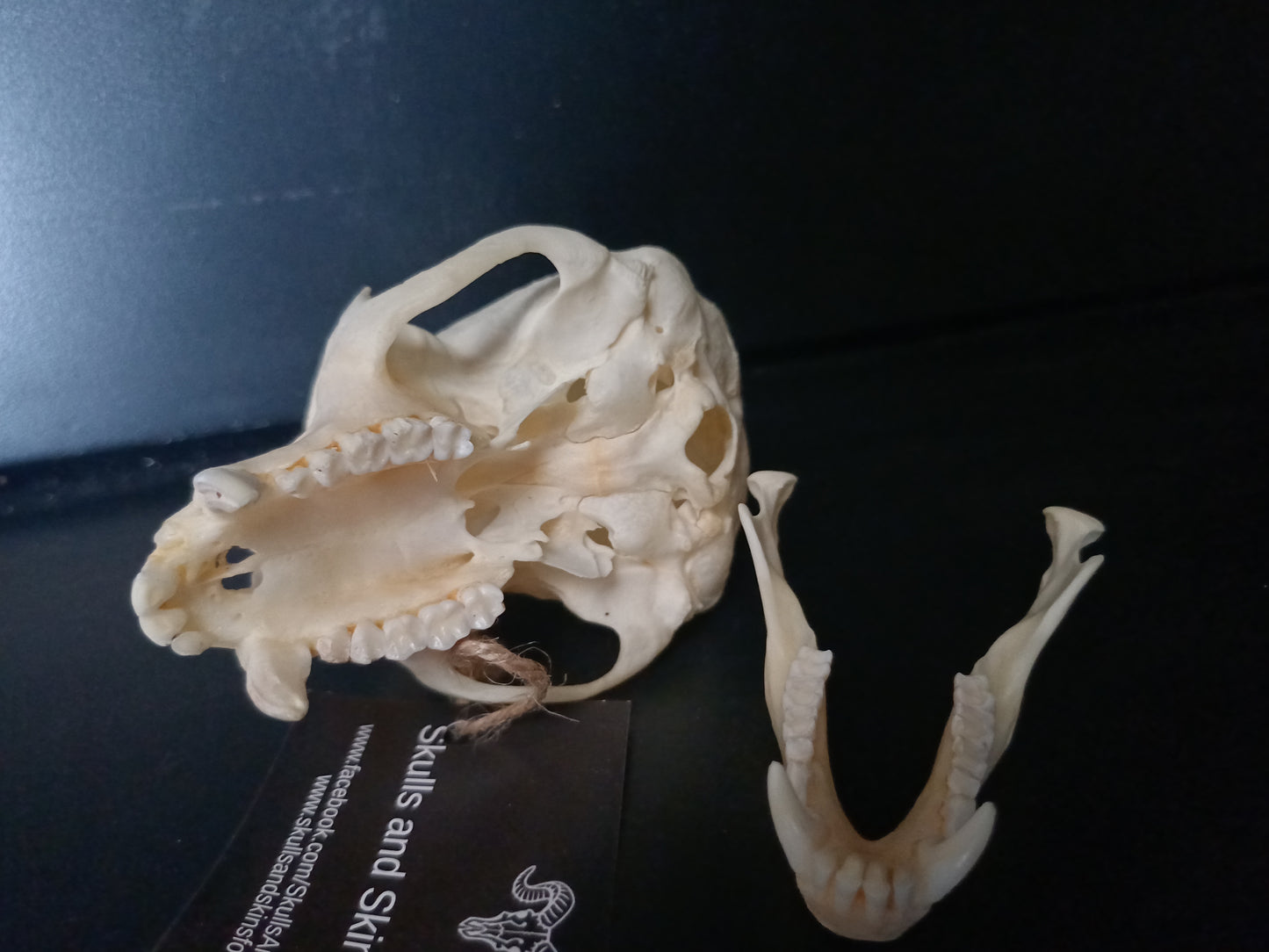 Vervet Monkey Skull - Male