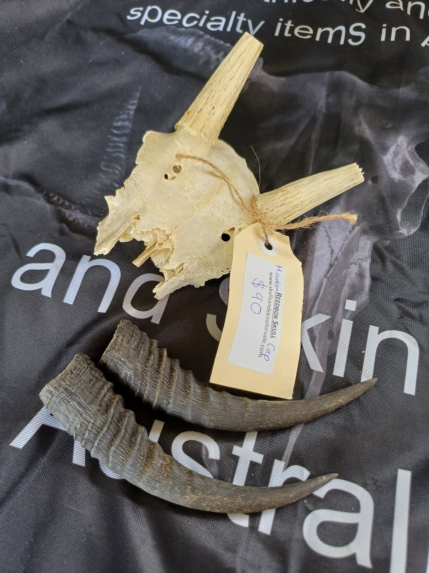 Mountain reedbuck skull cap