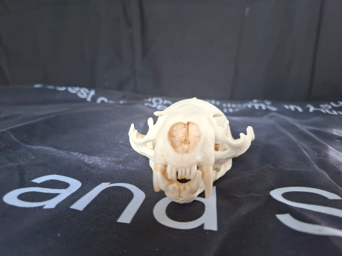 North American River Otter Skull (CITES)
