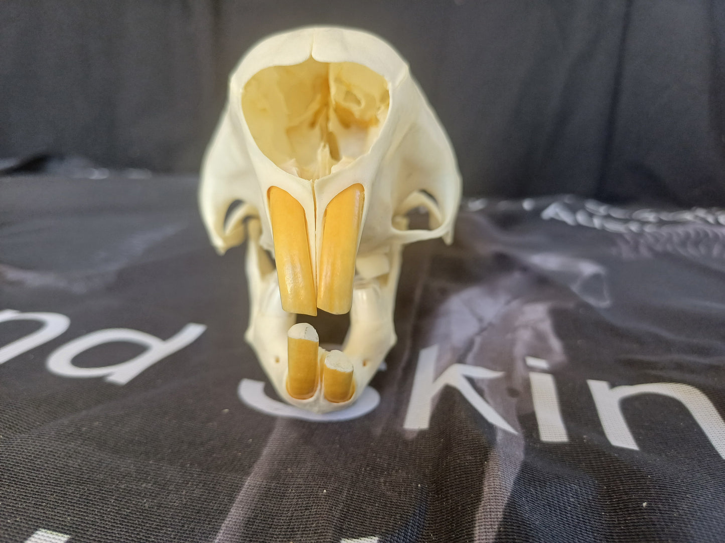 African Porcupine Skull