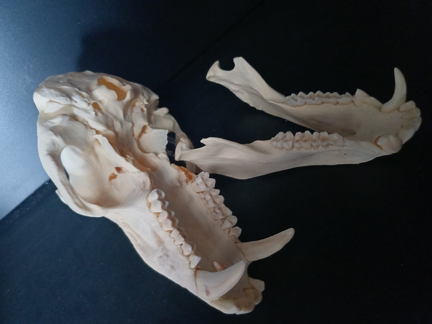 Chacma Baboon skull - male CITES