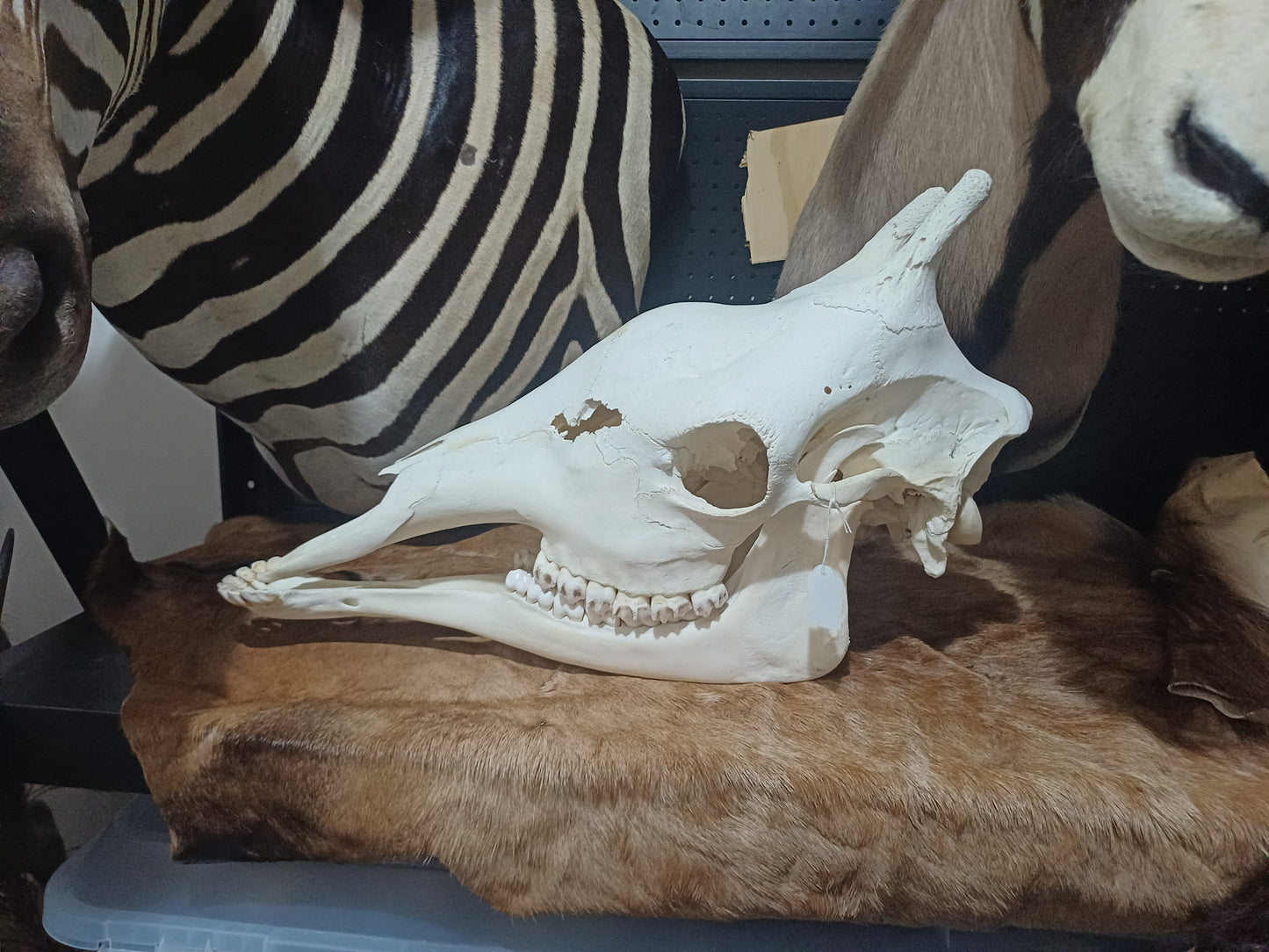 Female Giraffe Skull