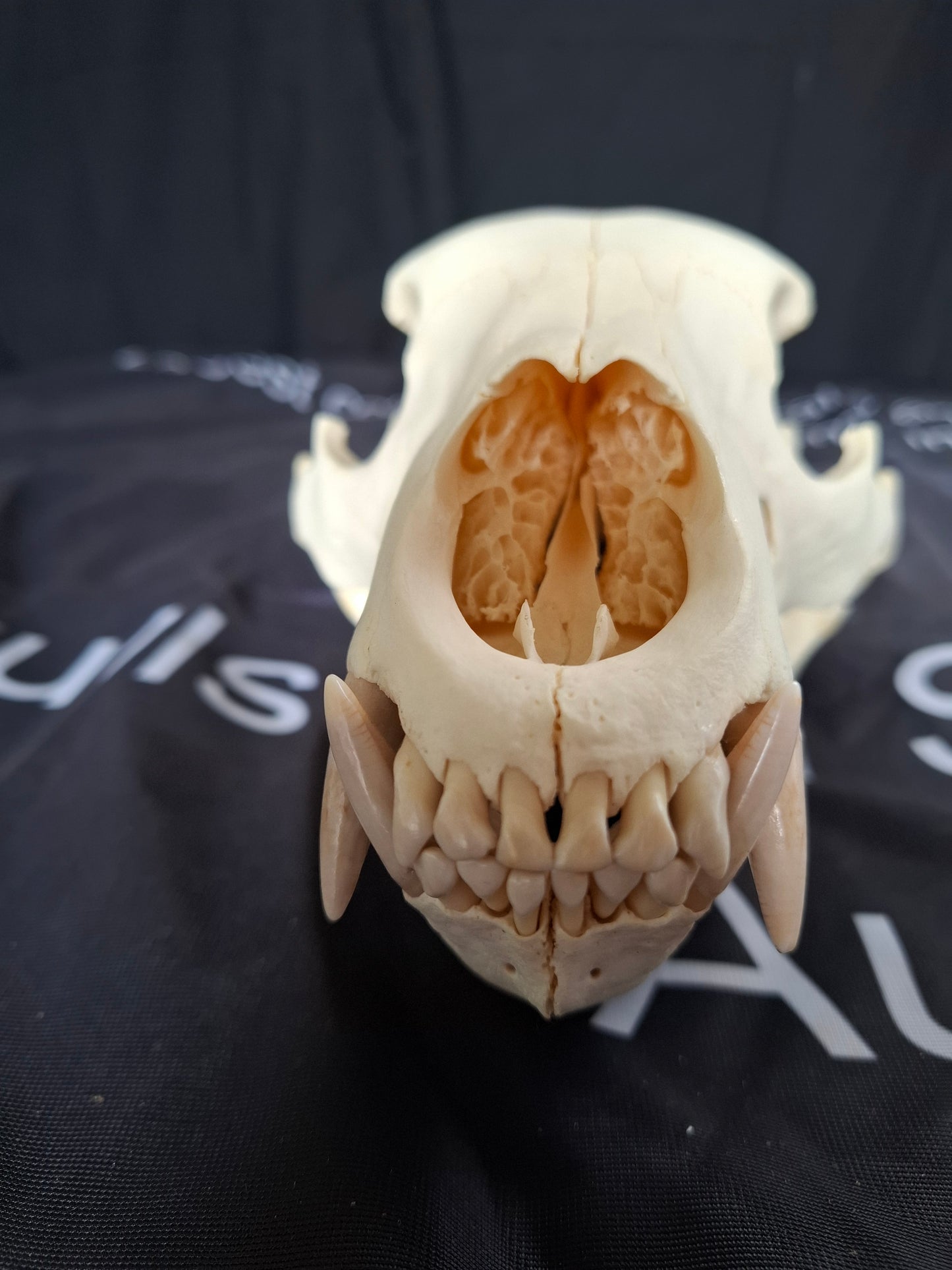Black Bear skull