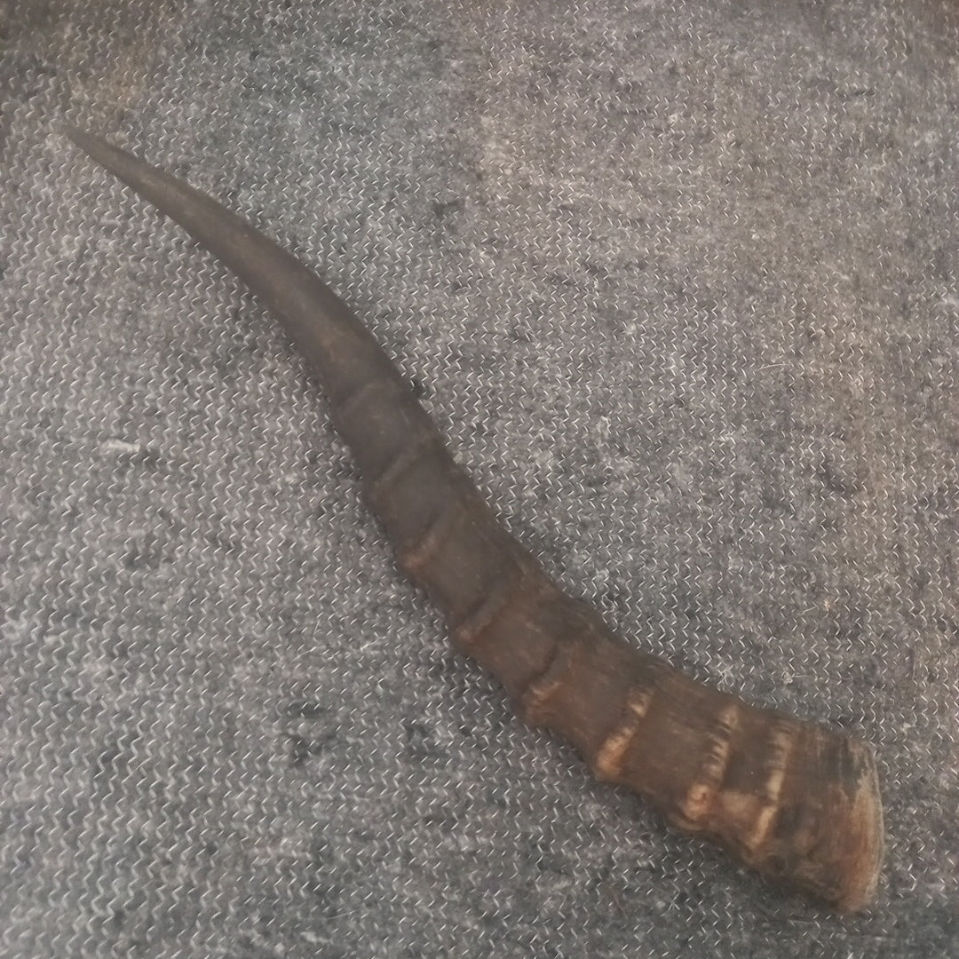 Blesbok horn