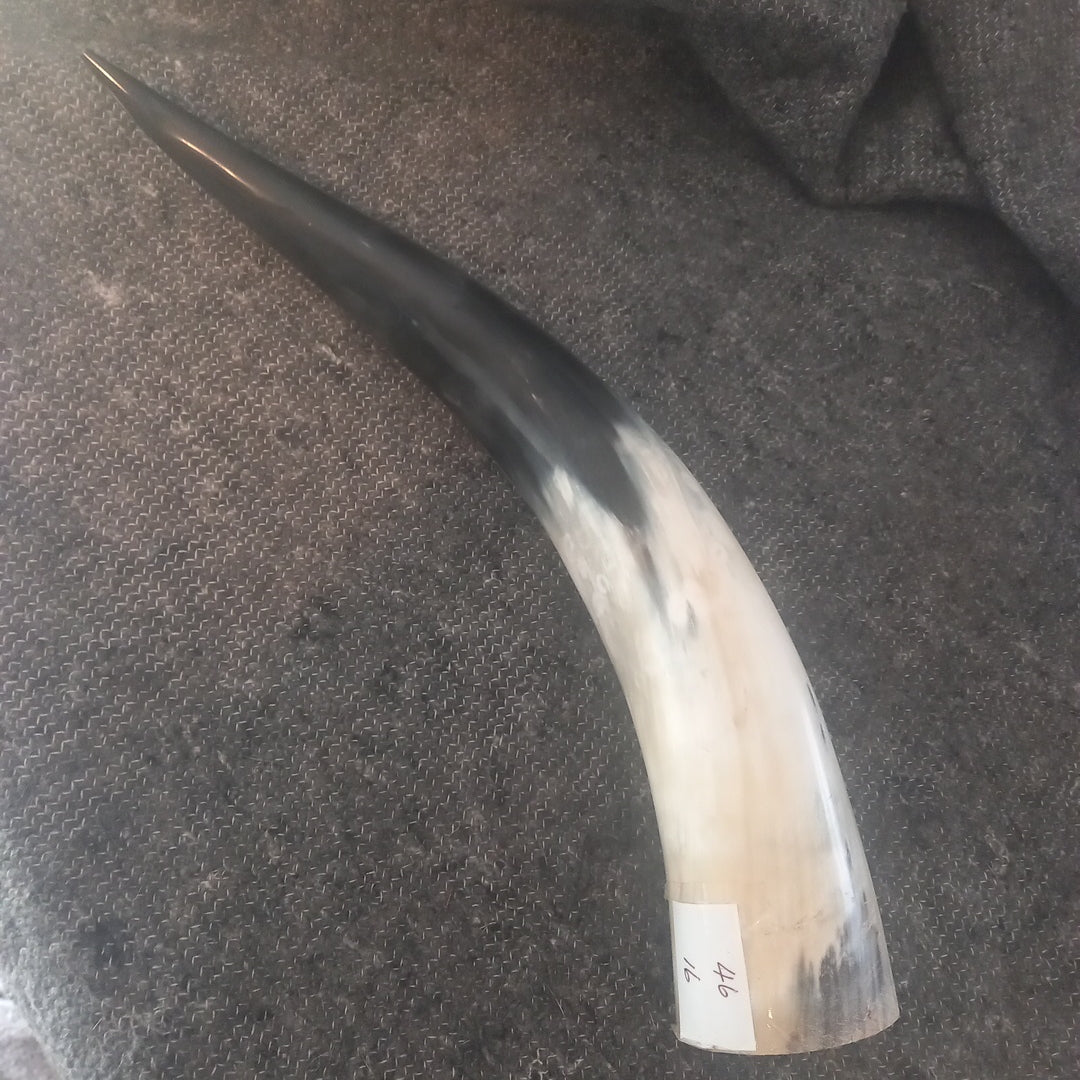 Watusi horn