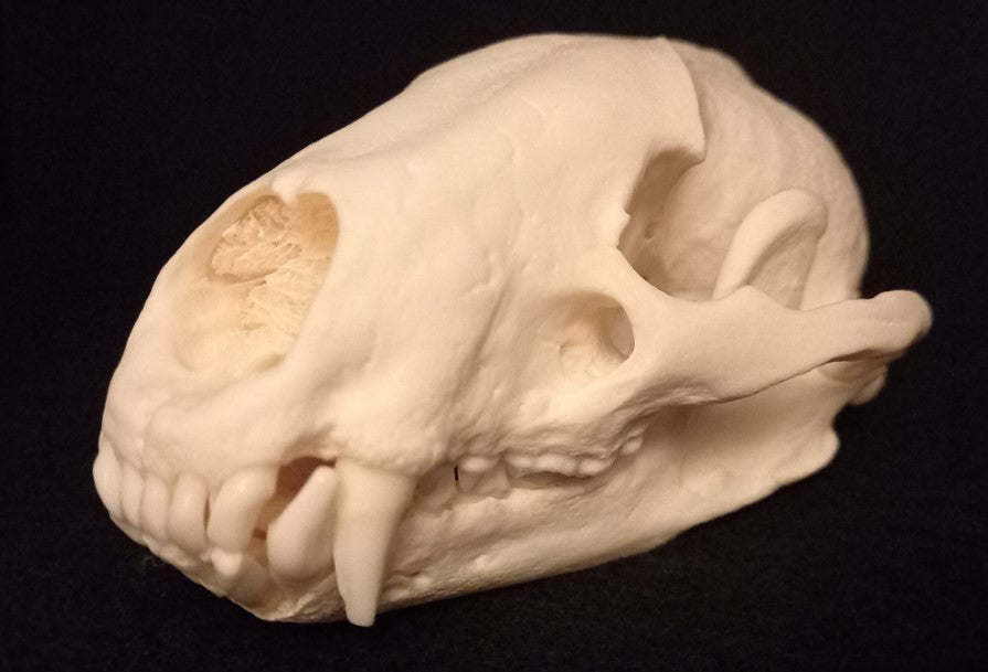 Badger Skull