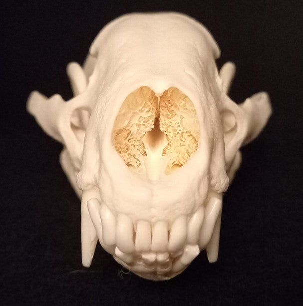 Badger Skull