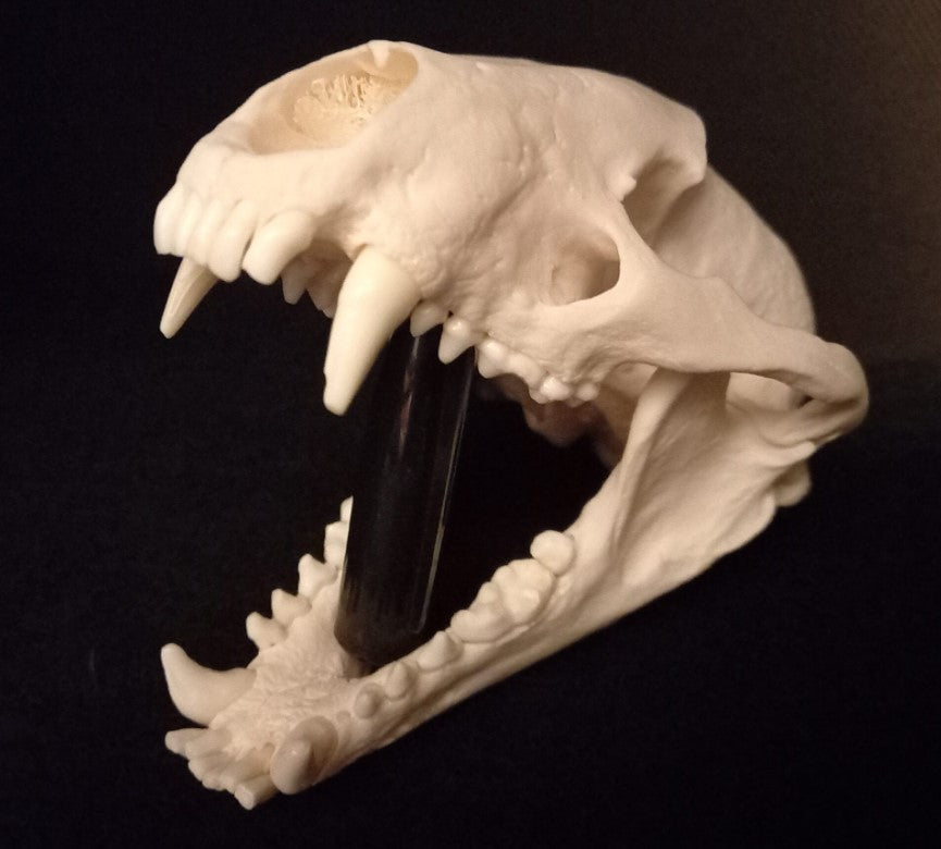 Badger Skull