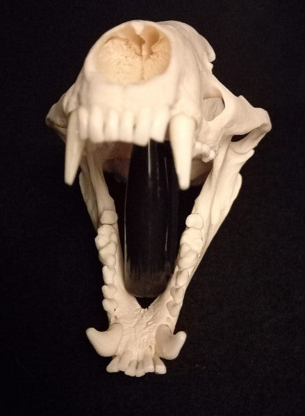 Badger Skull